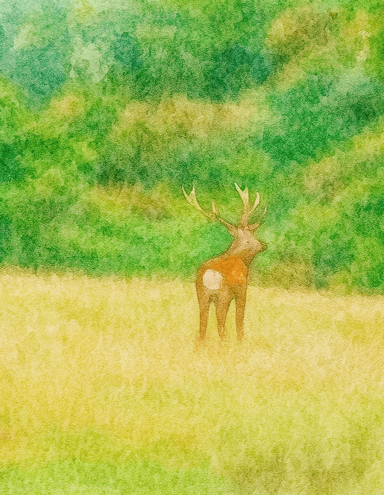 Sika deer hunting Hawke's Bay guided